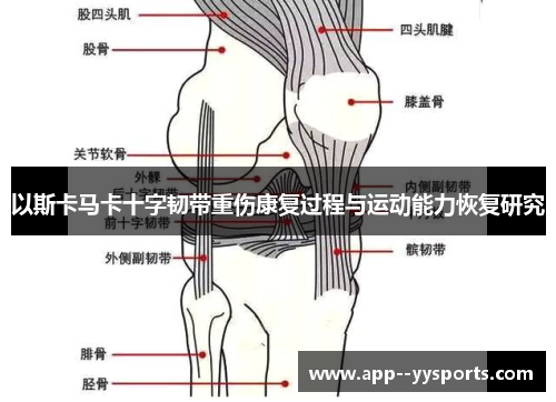 以斯卡马卡十字韧带重伤康复过程与运动能力恢复研究